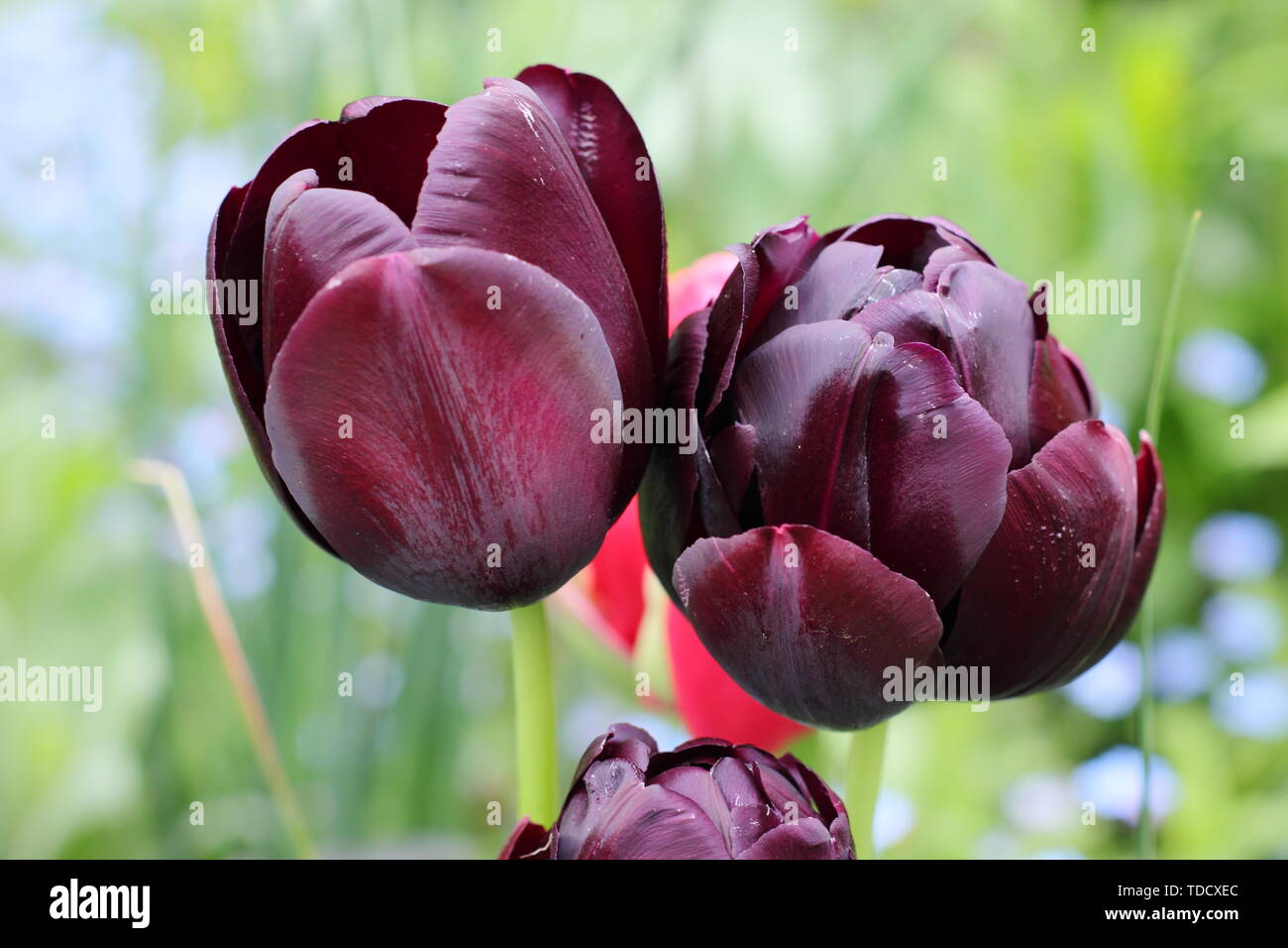 Tulipa 'Queen of Night' (L) and Tulipa 'Black Hero' (R). Single 'Queen ...