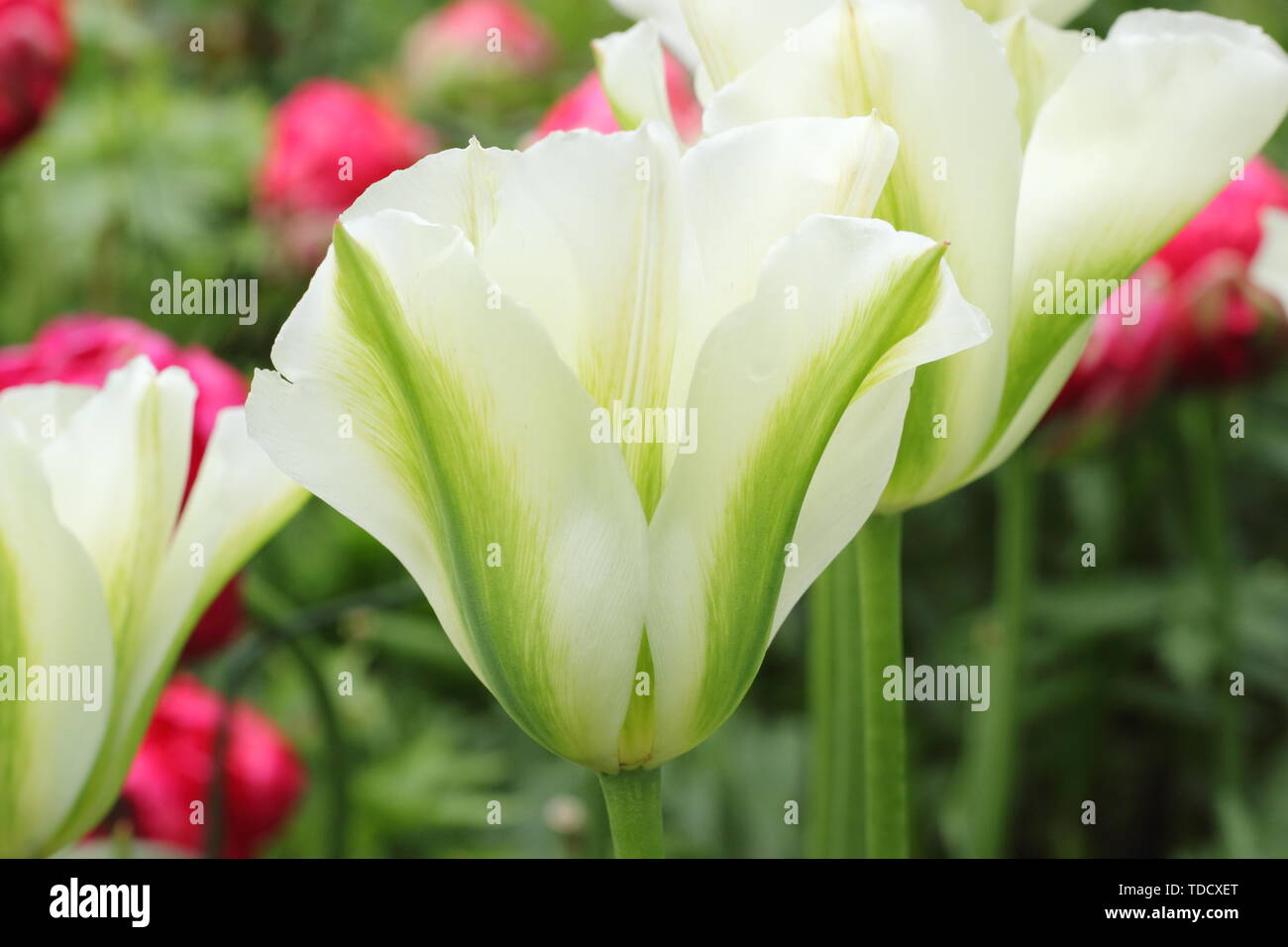 Tulipa 'Spring Green' Green and ivory Viridiflora tulip in May Stock Photo