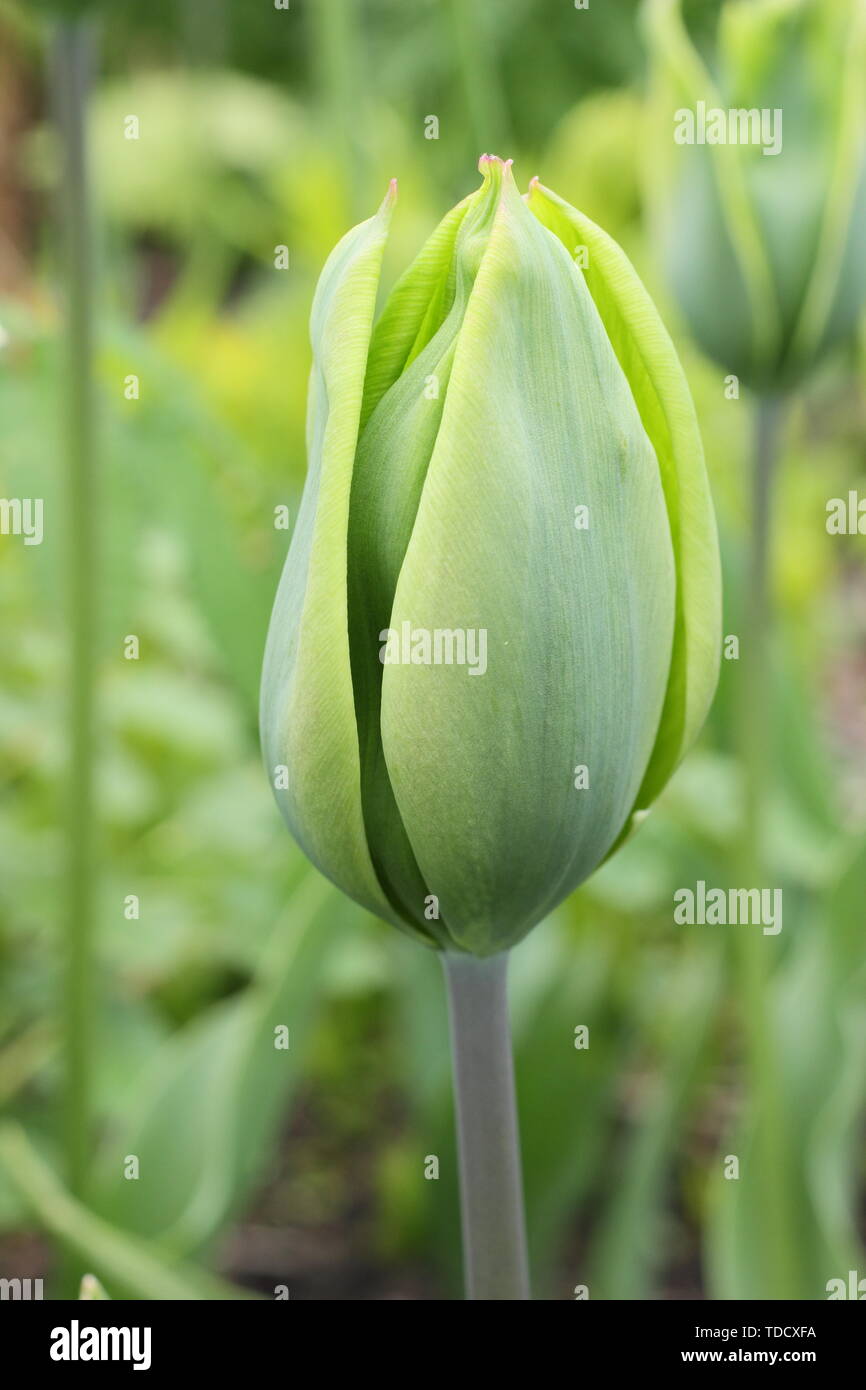 Tulipa 'Evergreen'. Pure green tulip from the Triumph group in May Stock Photo