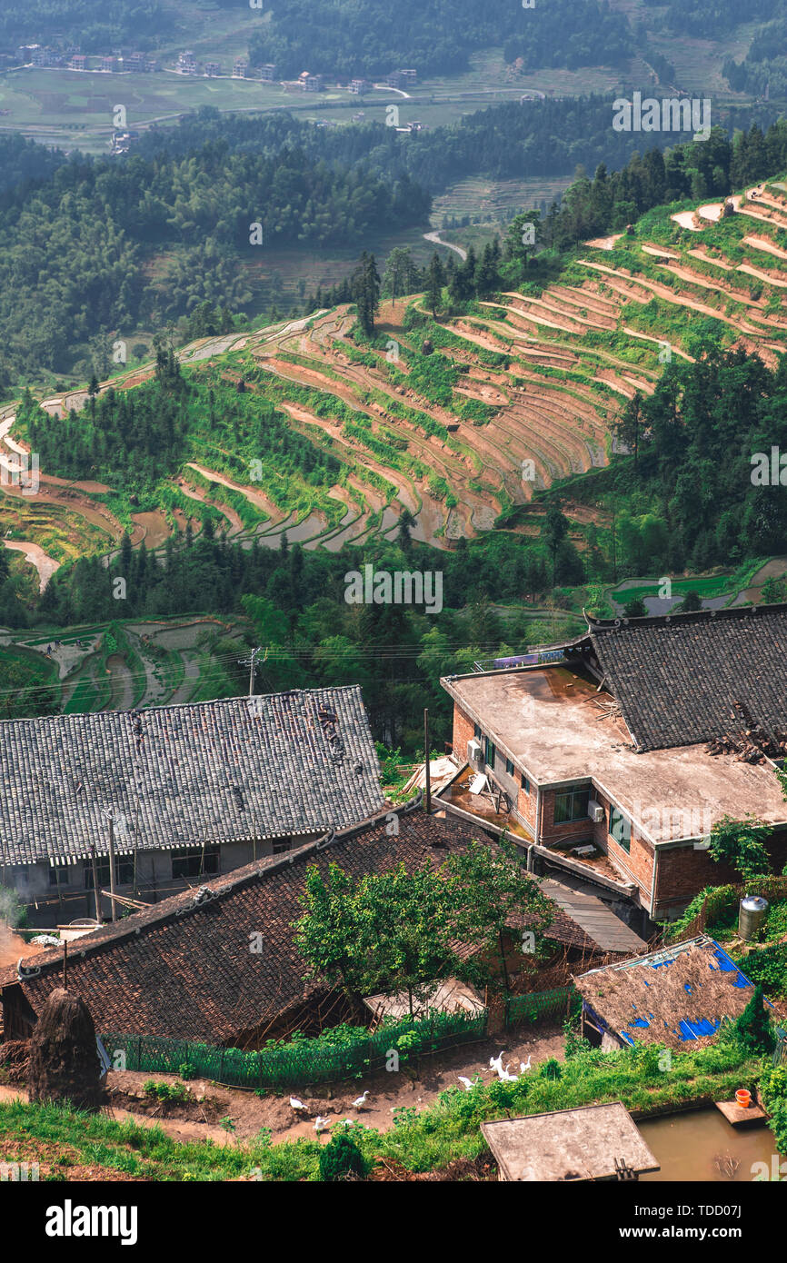 Terraced Terraces of Purple Magpies in Xinhua County, Loudi City, Hunan Province Stock Photo