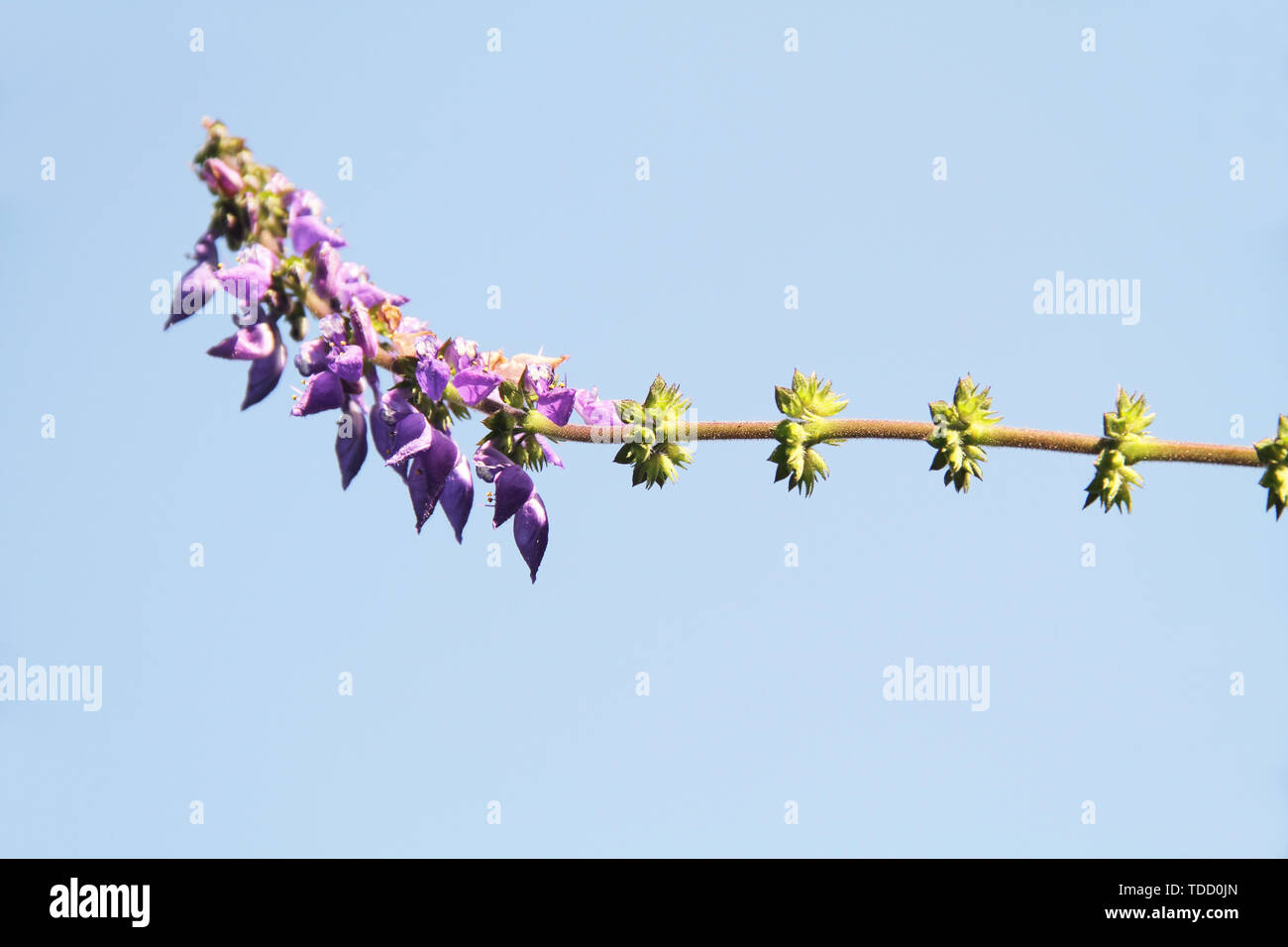 Indian Coleus, Plectranthus barbatus, Coleus forskohlii,  flower, São Paulo, Brazil Stock Photo