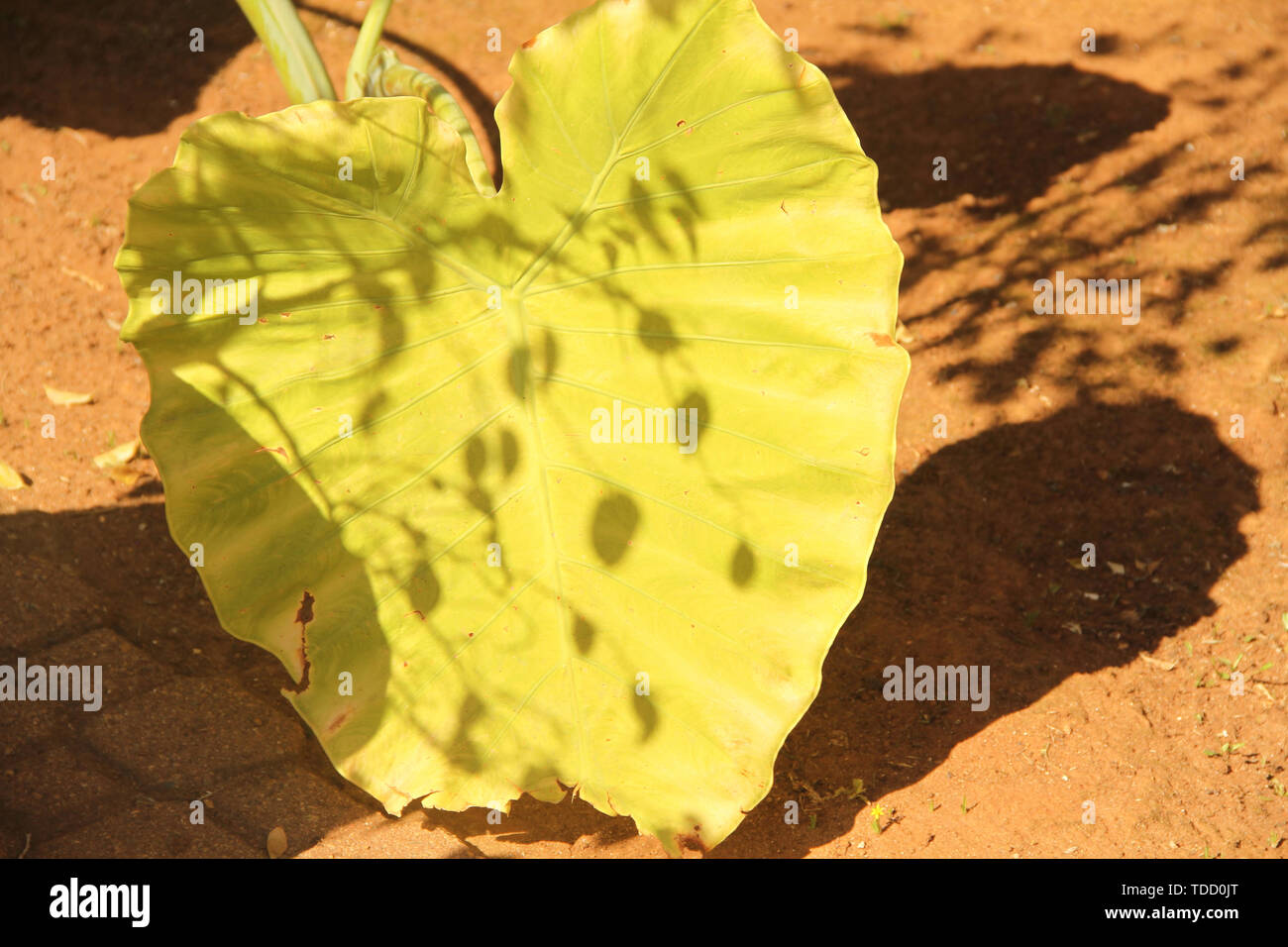 Xanthosoma sagittifolium, taioba,  leaf, São Paulo, Brazil Stock Photo