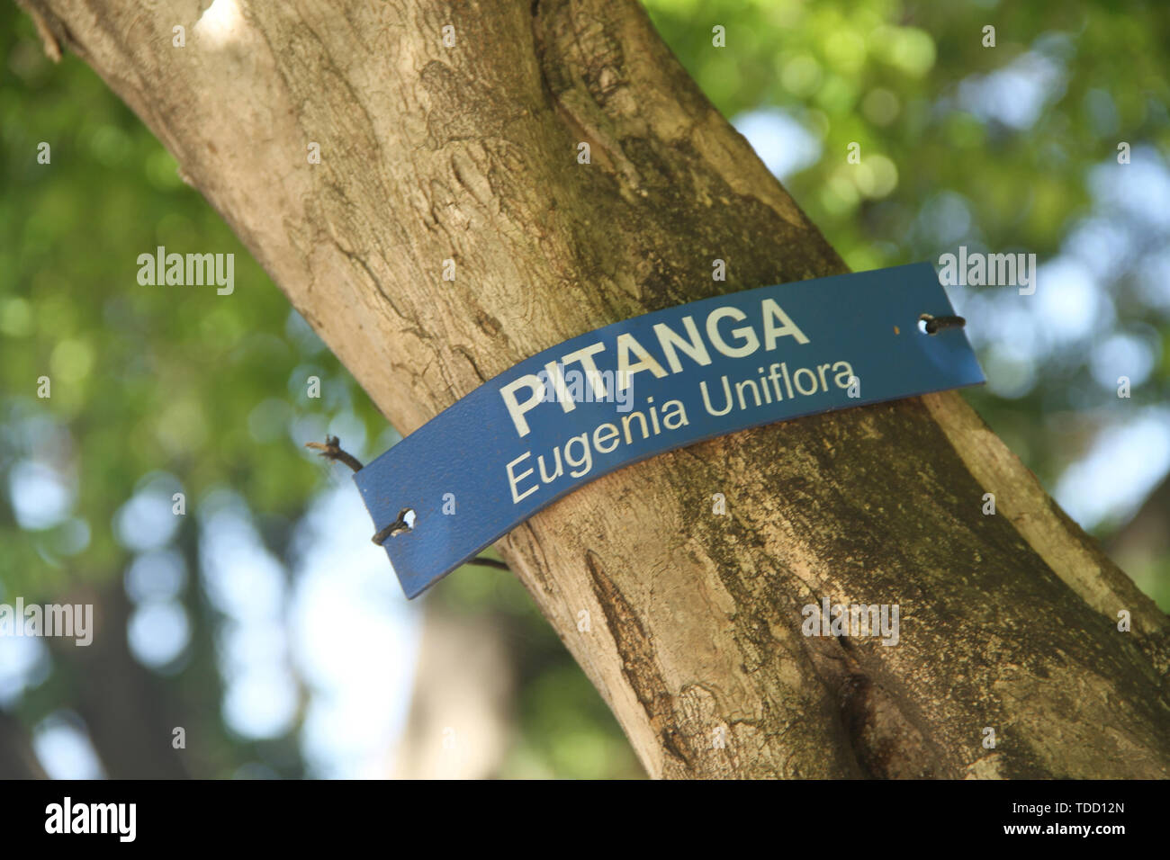 Pitanga, Eugenia uniflora tree, São Paulo, Brazil Stock Photo