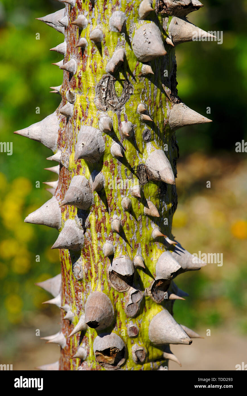 plant branch covered with large thorns Stock Photo