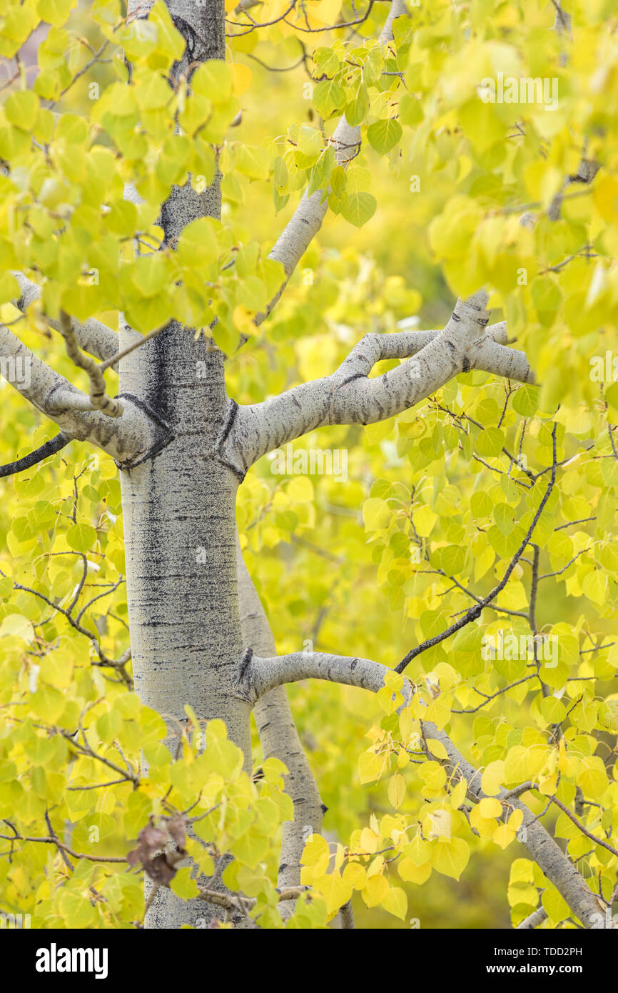 Trees with Fall Colors, Kootenay Plains, Alberta, Canada Stock Photo