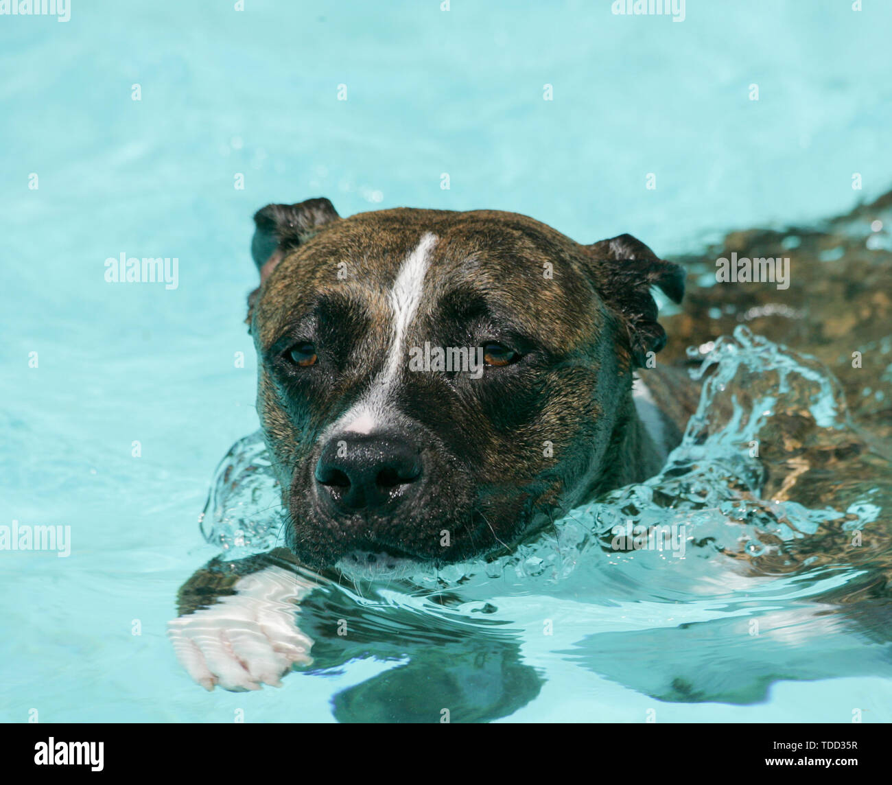 A brindle and white pitbull swimming in the pool Stock Photo