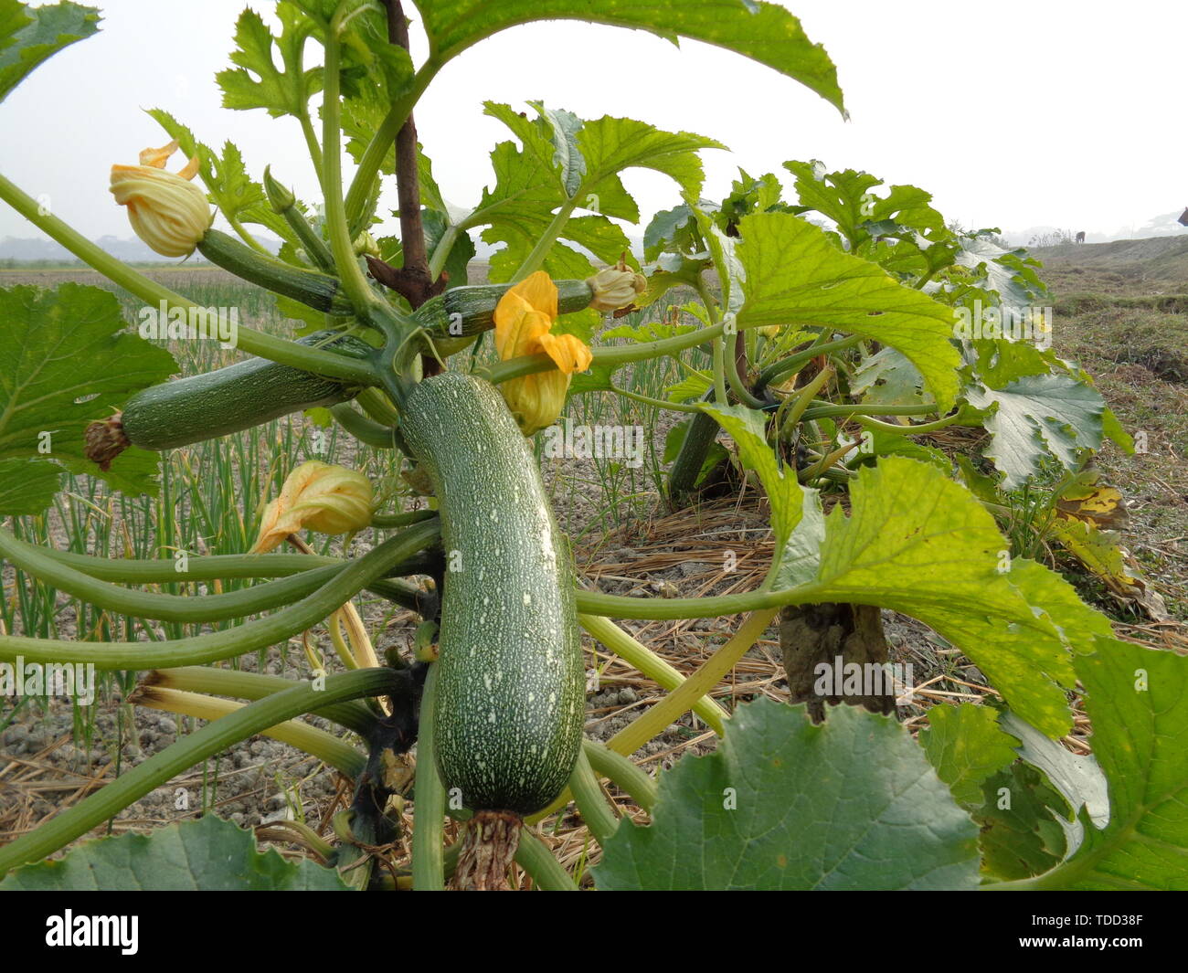Cucumber (Shosha) Baby Rocky plants in the field. Highly productive