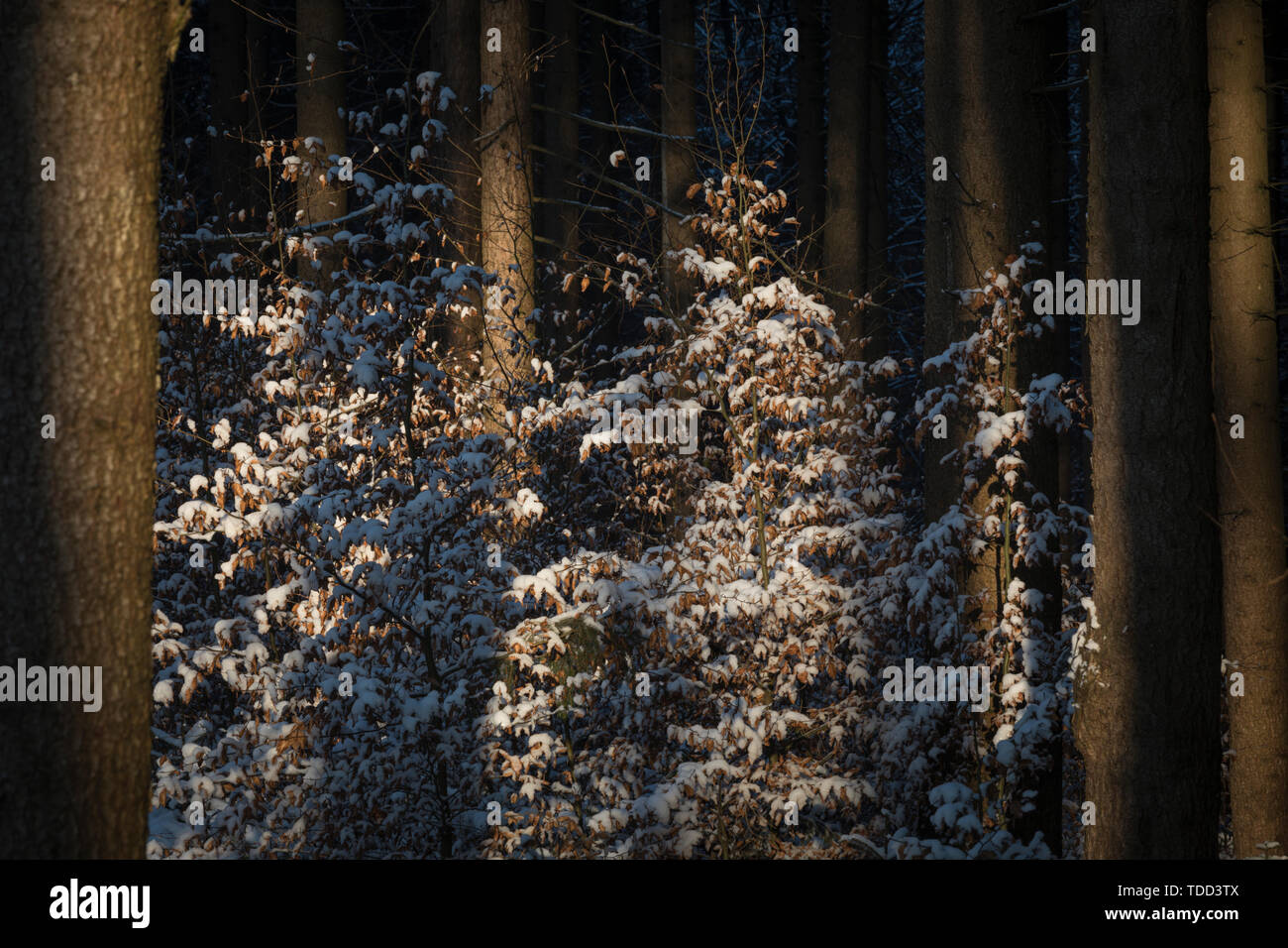 Moody Woodland Scenery, Winter, Lower Austria, Austria Stock Photo