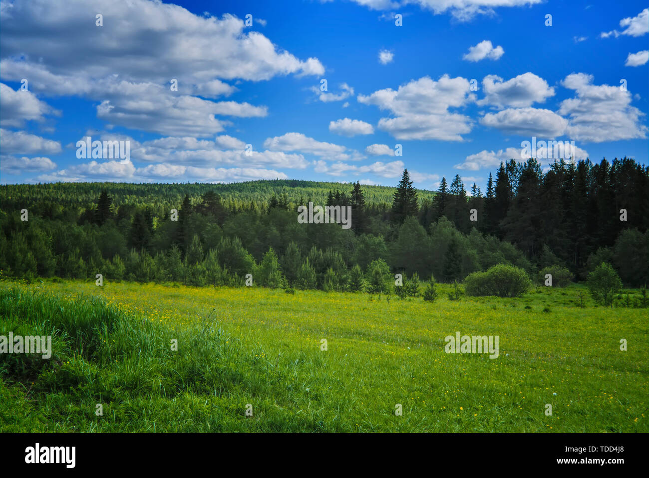 Summer meadow landscape with green grass and wild flowers on the ...