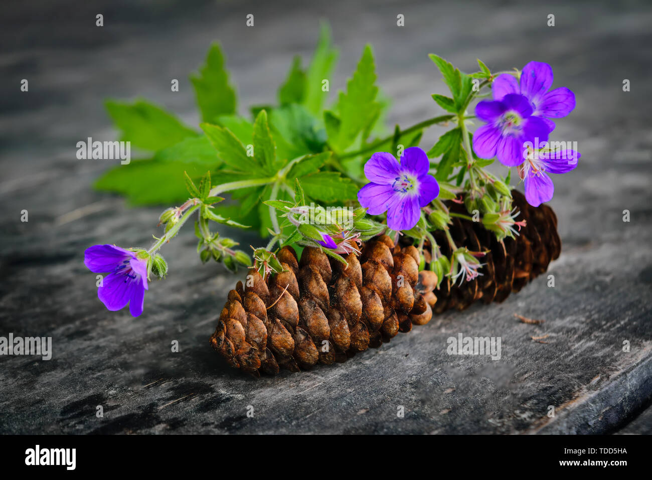Forest geranium and dry fir cones against the background of a wooden table close-up. Geranium sylvaticum L. Stock Photo
