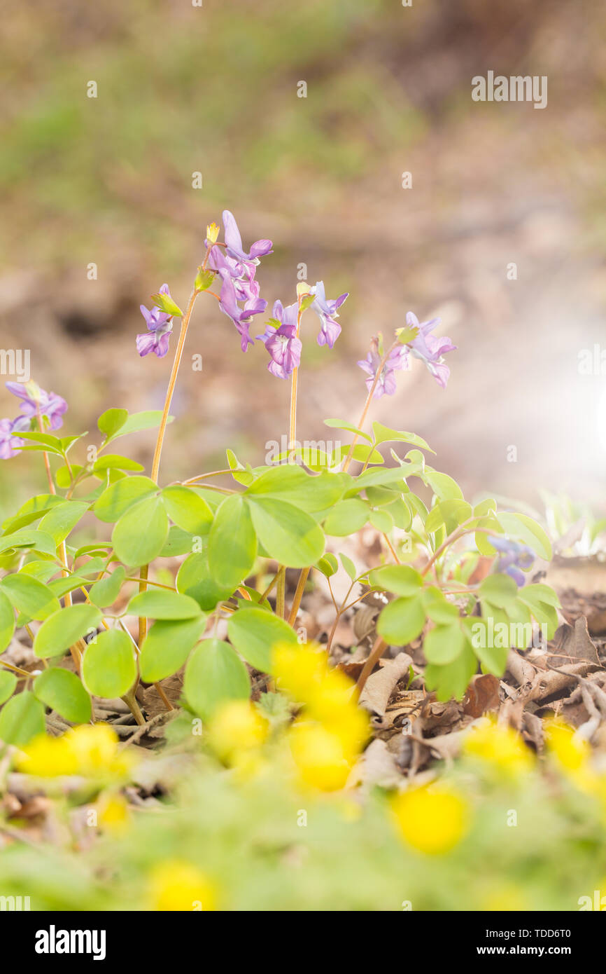 plants are purple pro aging super serum Pro-Aging Super Serum