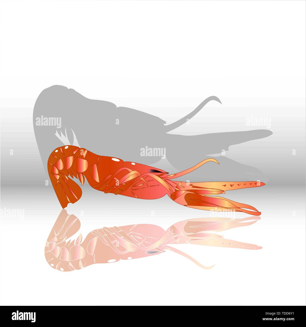 Norway Lobster, Prawn, Lobster, Scampi, pink shrimp with reflection on the mirror surface and shadow Stock Vector