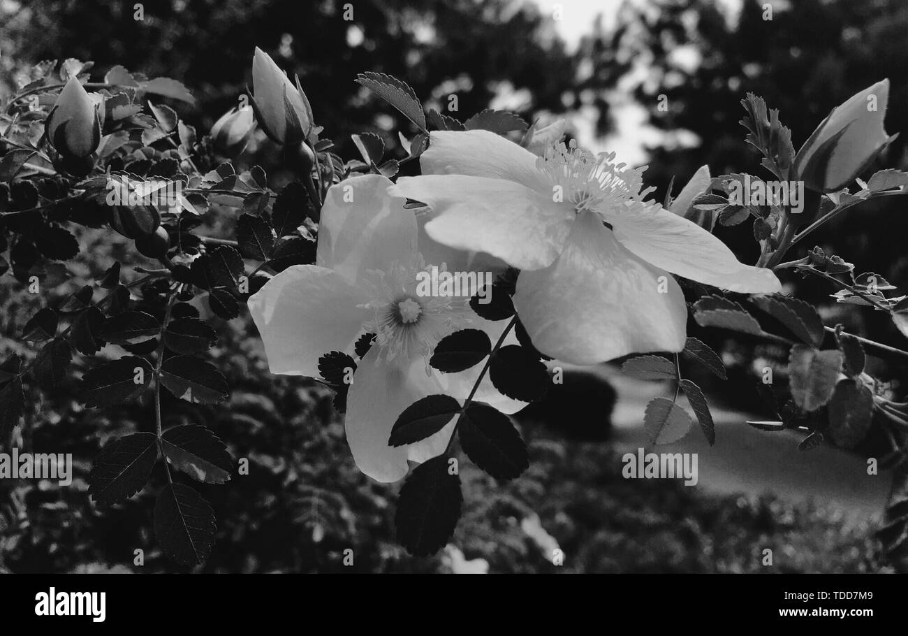 Flowers leaves growing outdoors Black and White Stock Photos & Images ...