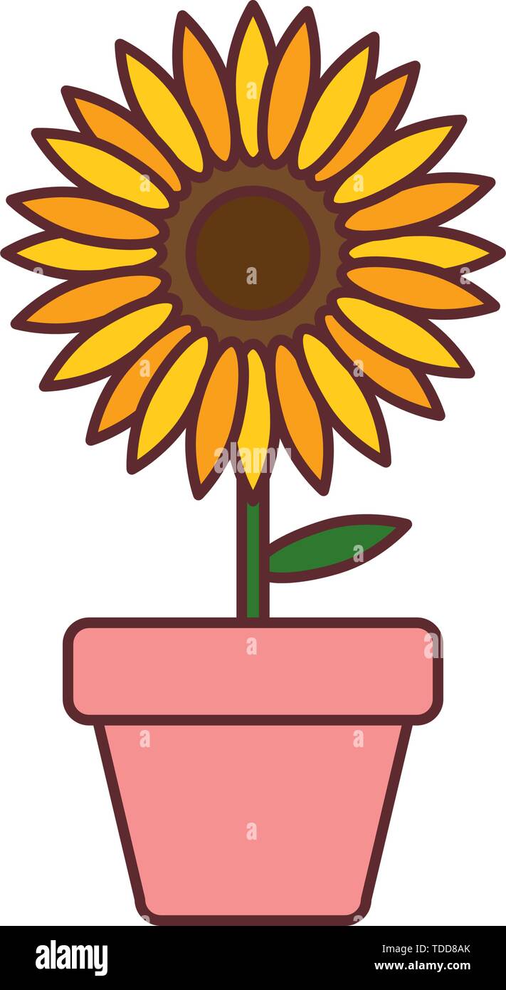sunflower in pot plant isolated icon vector illustration design Stock
