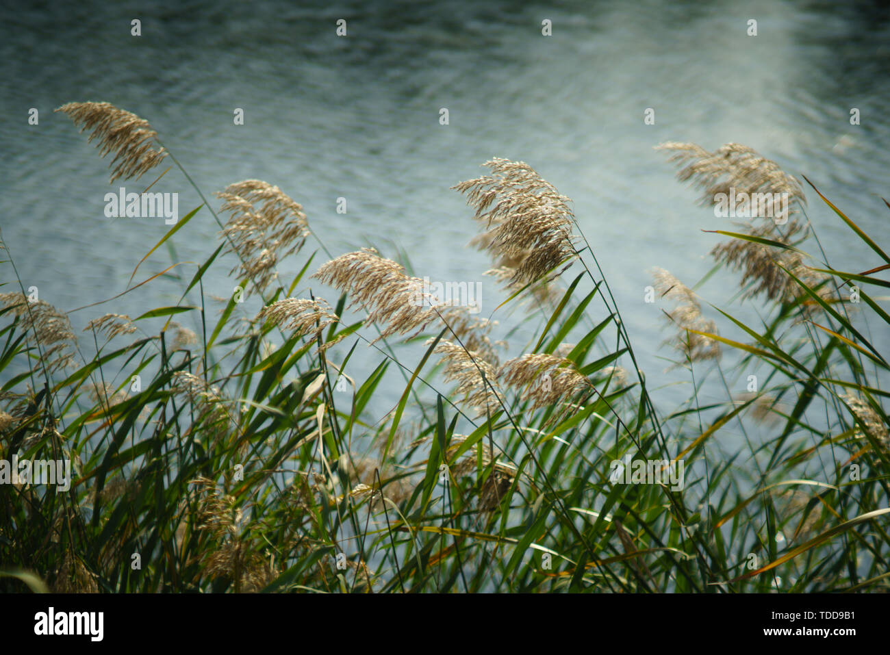 Rattan strips hi-res stock photography and images - Alamy