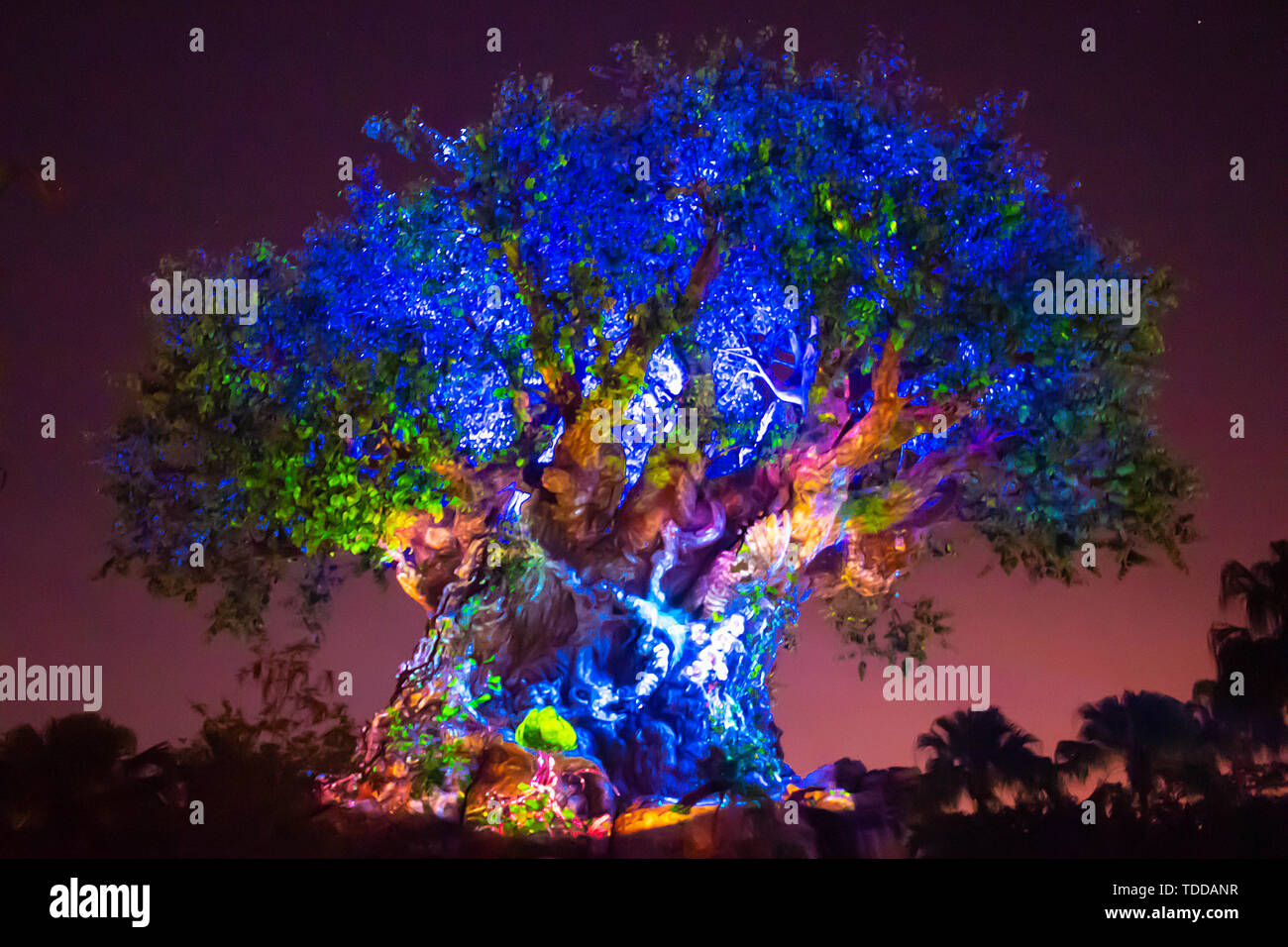 Orlando Florida May 03 2019 Panoramic View Of Illuminated Tree Of Life On Blue Night Background At Animal Kingdom In Walt Disney World Area 1 Stock Photo Alamy