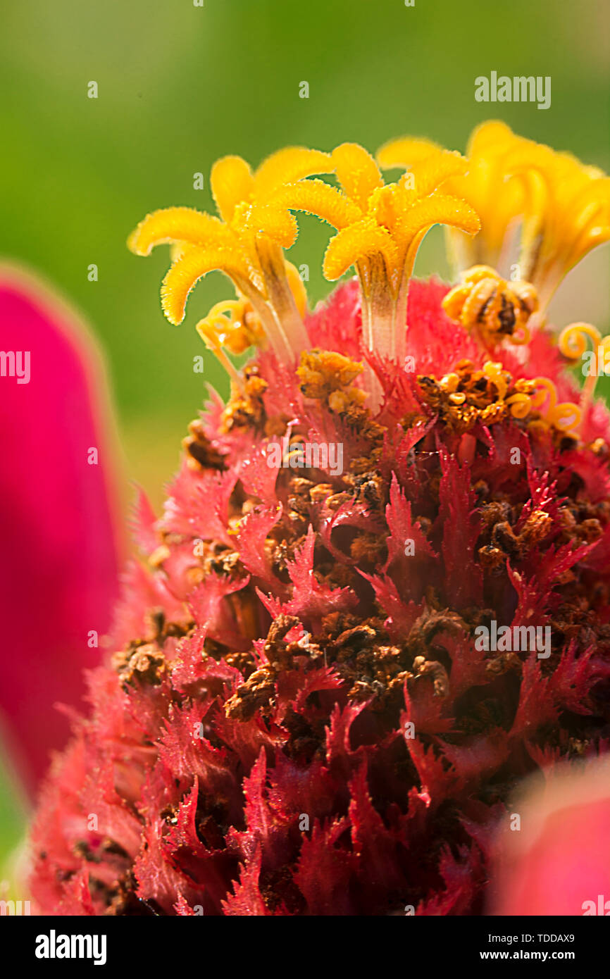 Chrysanthemum buds at microscopic Stock Photo Alamy