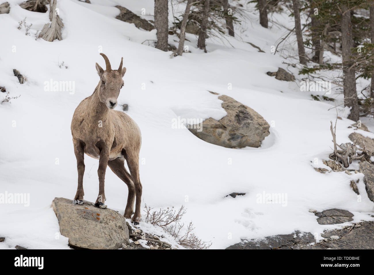 Mounain Goats, Spray Valley Lakes Provincial Park, Canmore, Kananaskis, Alberta, Canada Stock Photo