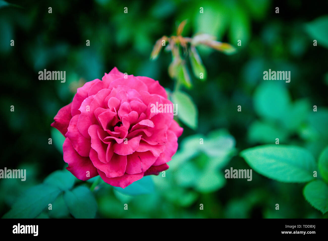 Moon flowers, roses, roses, bushes Stock Photo Alamy