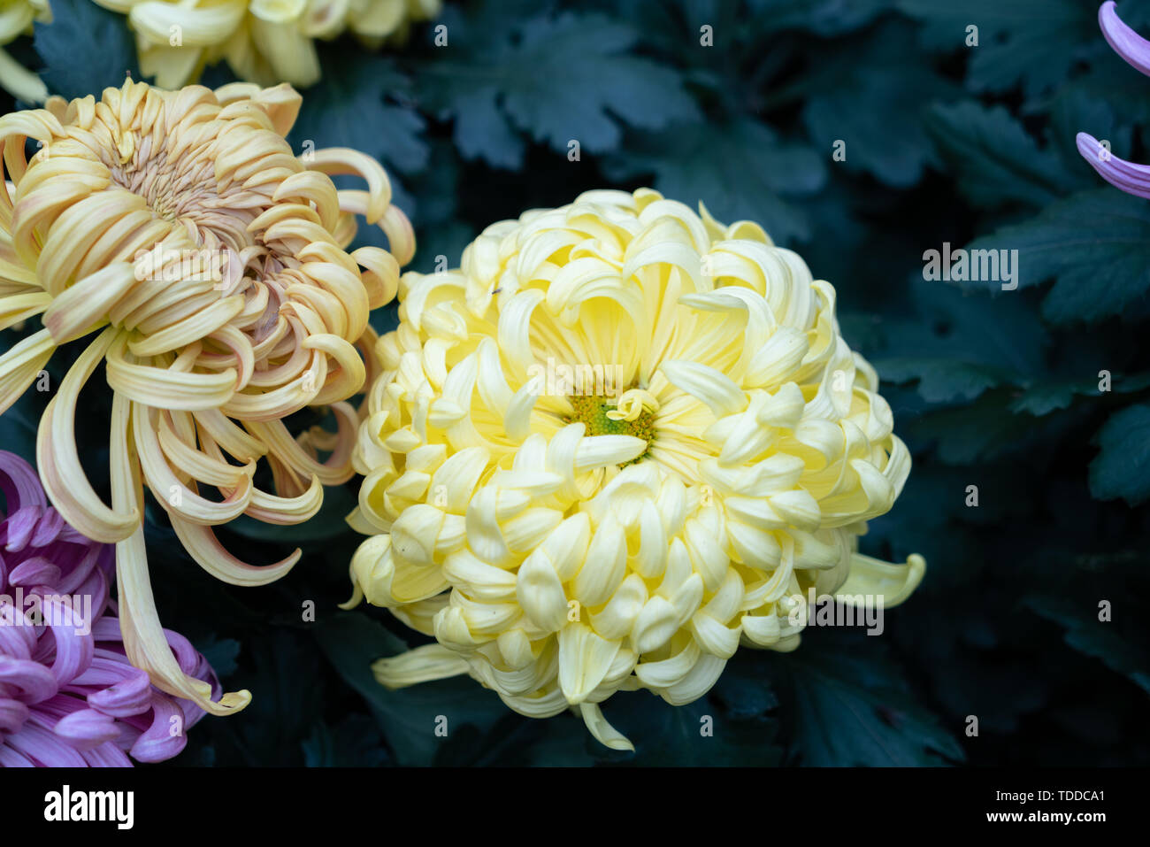 Chrysanthemum exhibition hi-res stock photography and images - Alamy