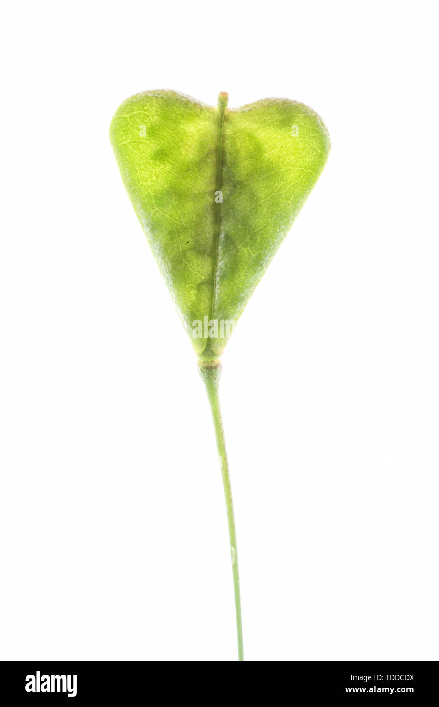 The fruit of shepherd's purse Stock Photo - Alamy