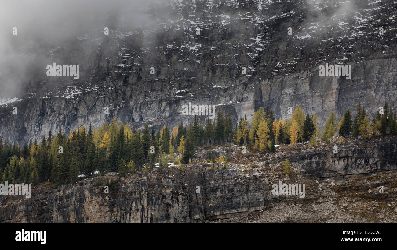 Trees on a Mountain Range, East Kootenays, Rocky Mountains, British Columbia, Canada Stock Photo