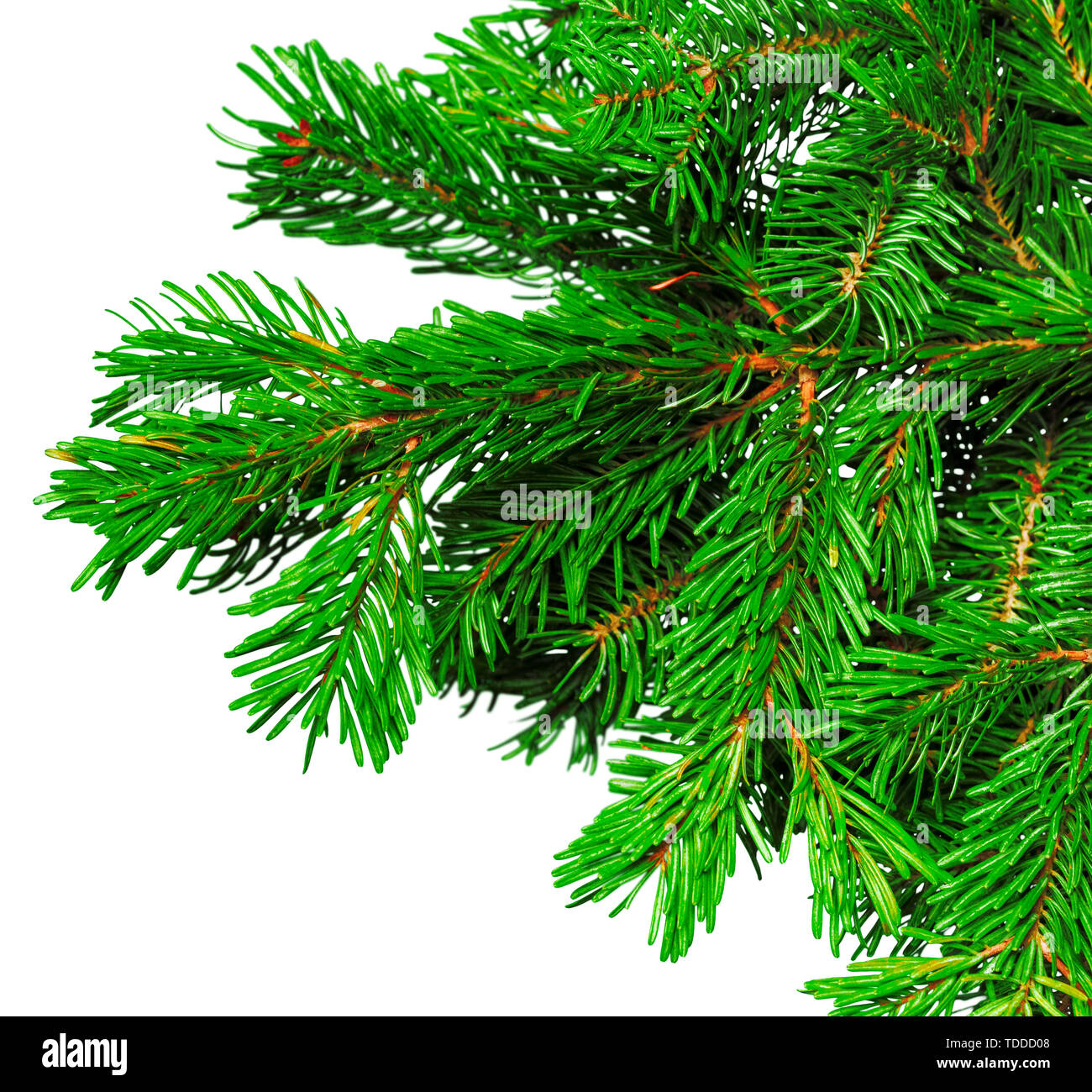 Fir branch isolated on white background Stock Photo - Alamy