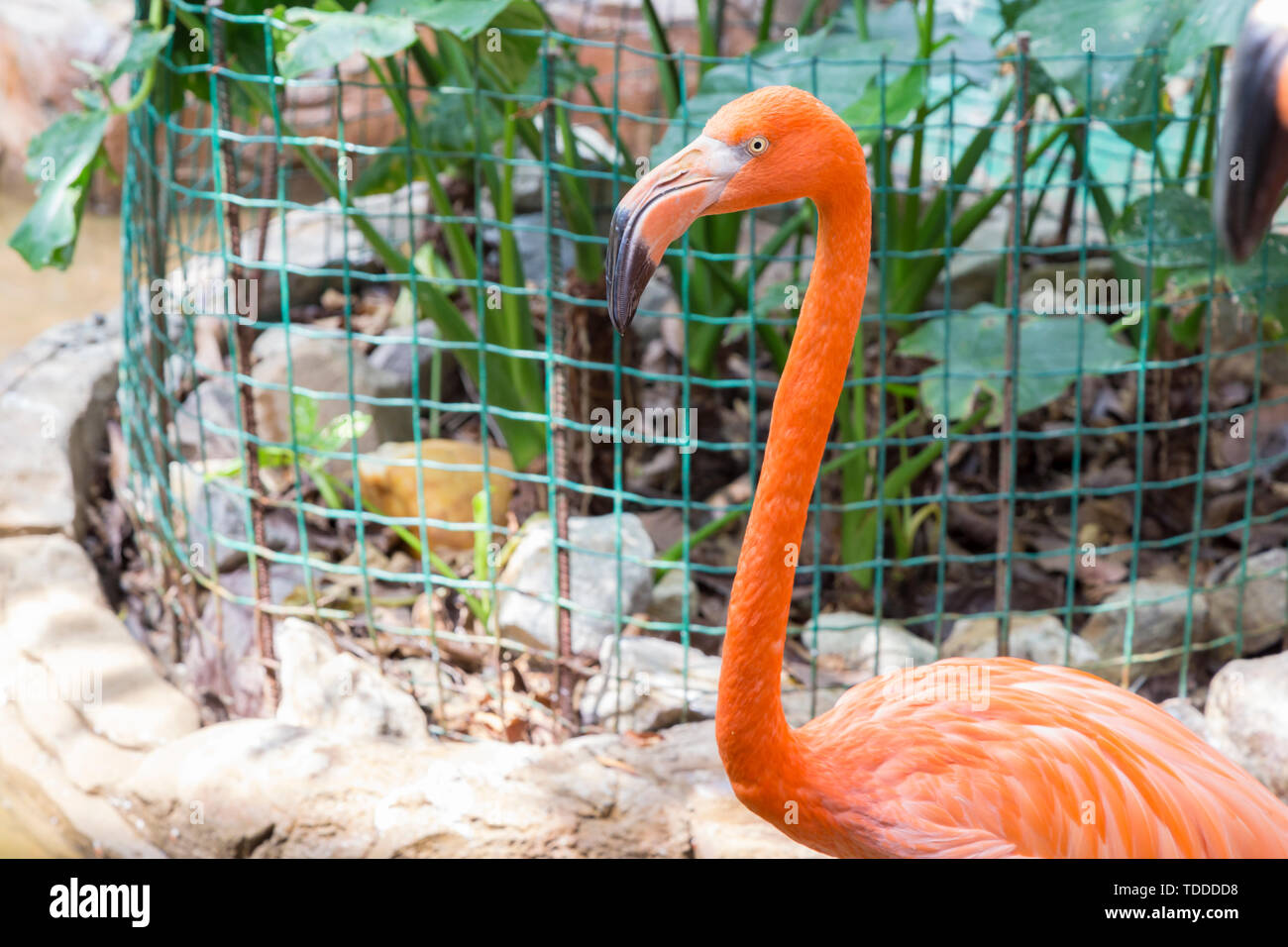 Guangdong farm hi-res stock photography and images - Alamy