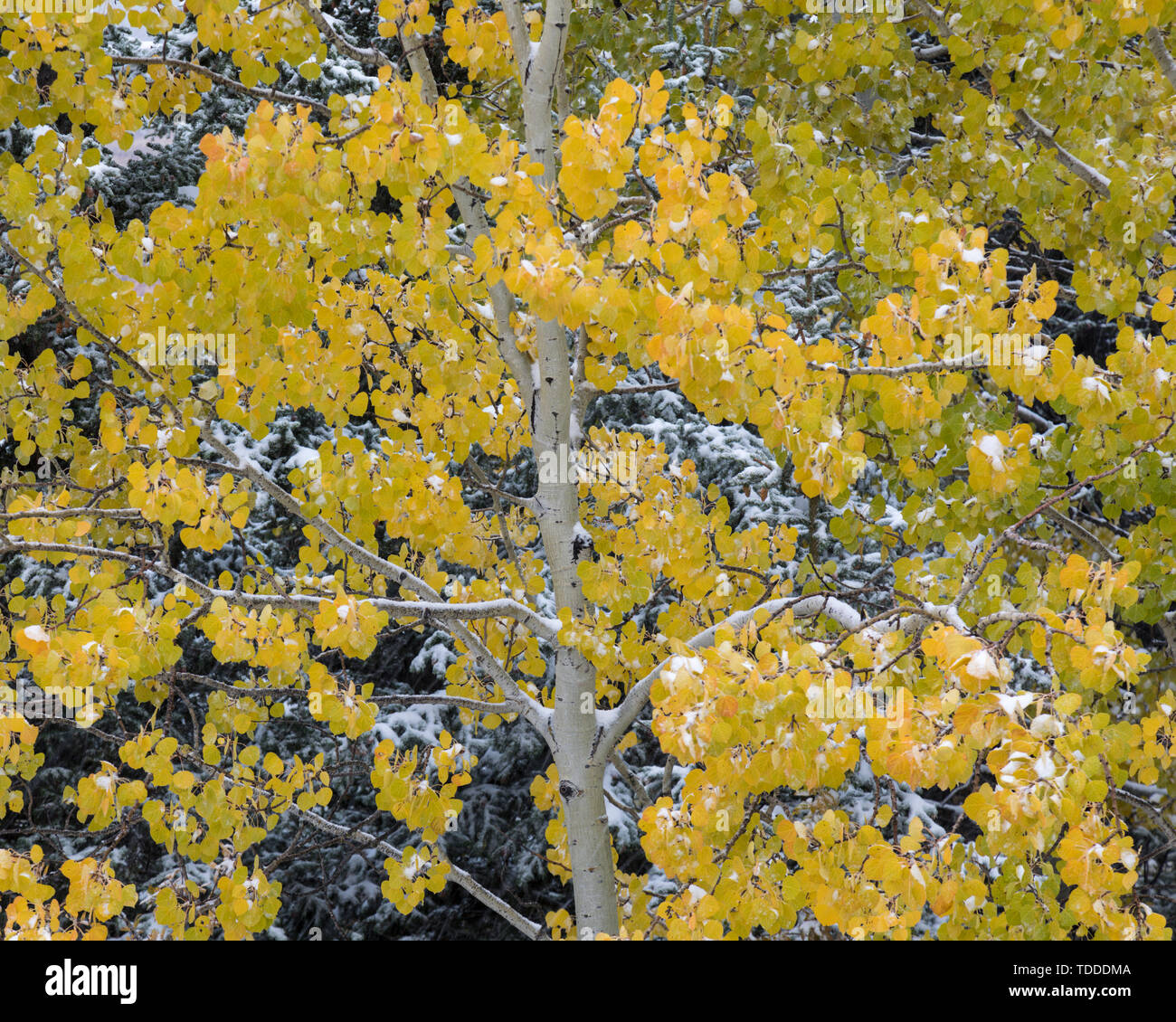 Details of a tree, Close Up, Waterton Lakes Nationalpark, Alberta, Canada Stock Photo