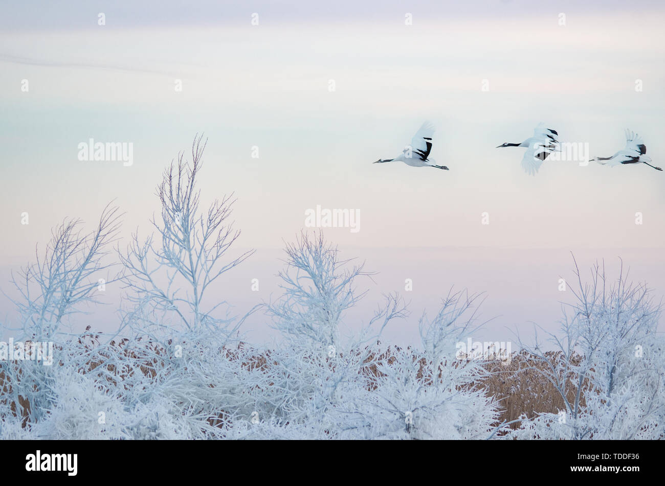 Red crowned crane flying sunset hi-res stock photography and images - Alamy