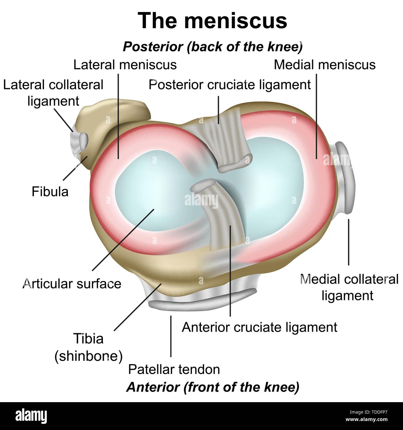 Meniscus knee anatomy medical illustration isolated on white background infographic Stock Vector
