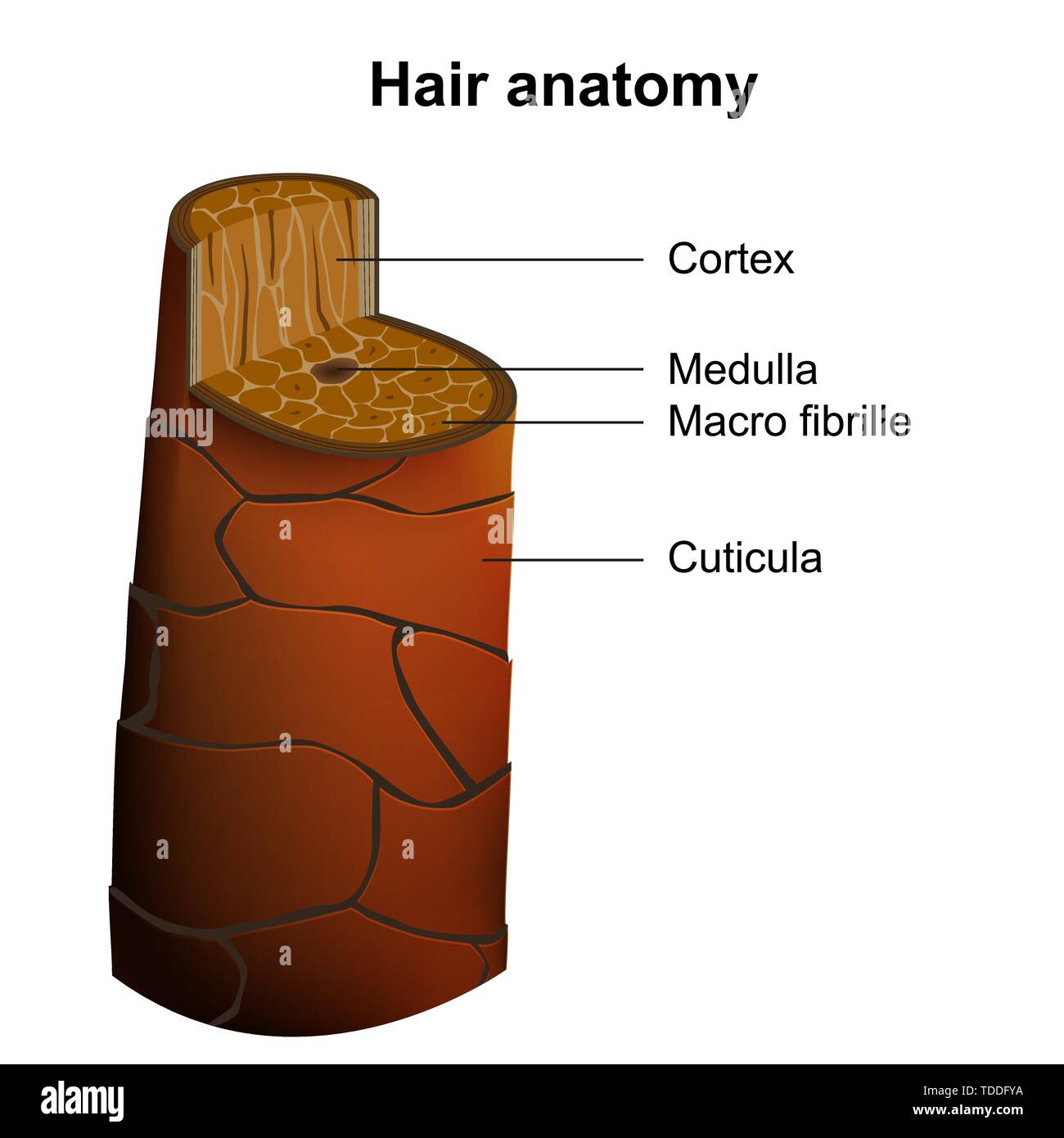 human hair anatomy medical vector illustration isolated on white background Stock Vector