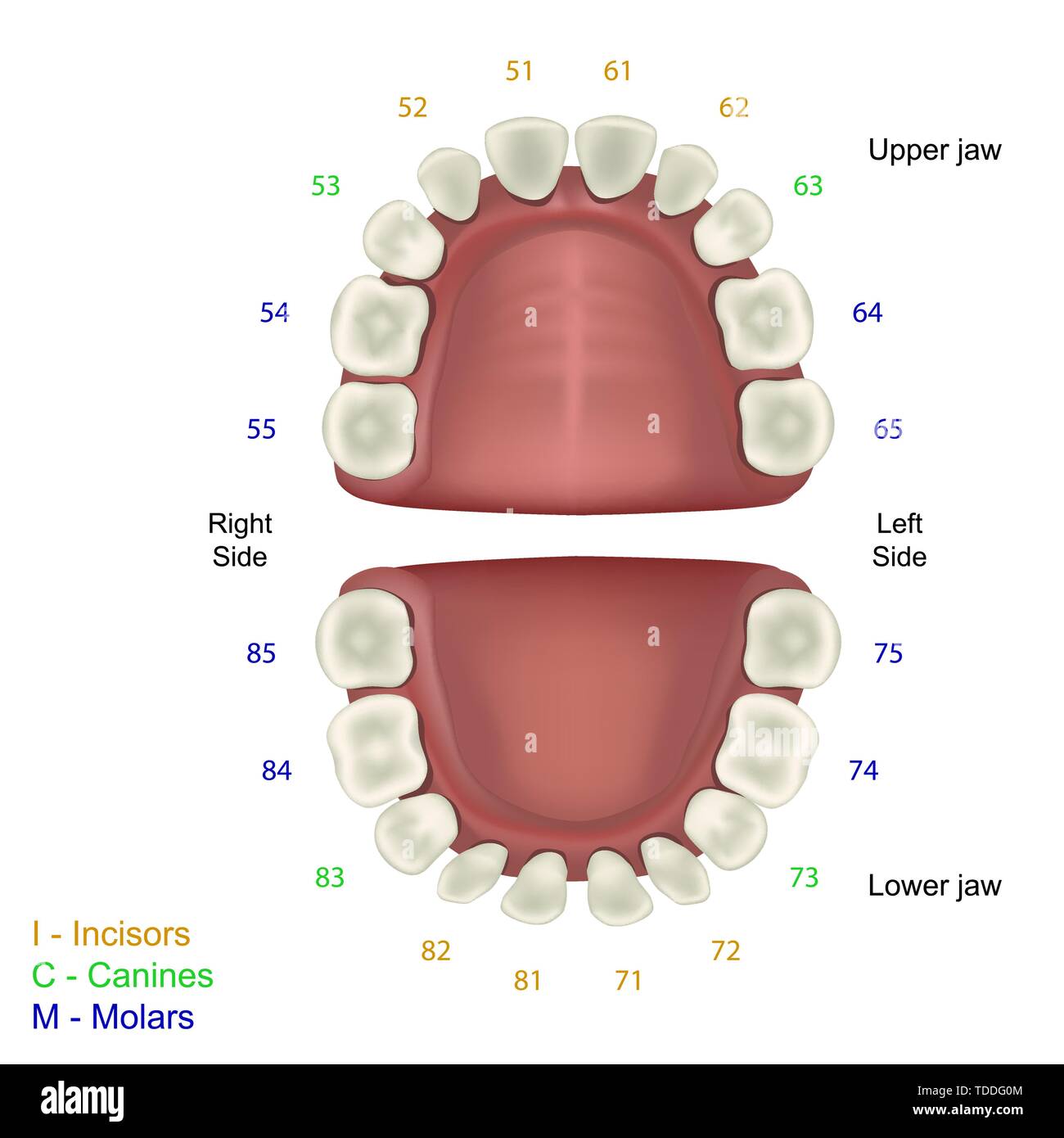 Milk tooth medical illustration, fdi tooth scheme infographic Stock Vector