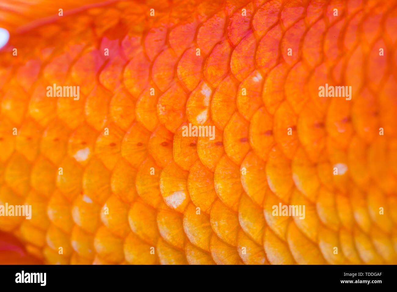 Fish scales of goldfish, closeup Stock Photo Alamy