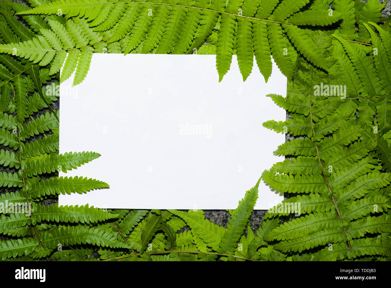 Fern leaves with white blank paper card. Nature concept. Leaves of ferns in forest. Stock Photo