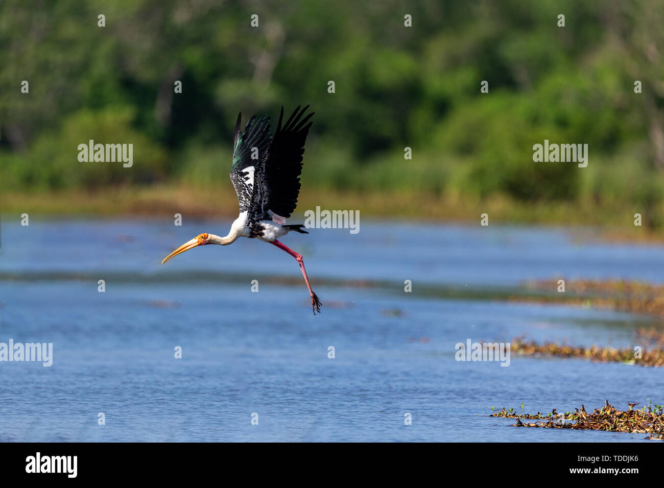 Colorful Storks The colorful stork that survives in the swamps of Sri Lanka Stock Photo ...