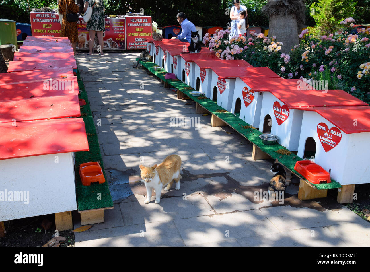 Street cat cheap house