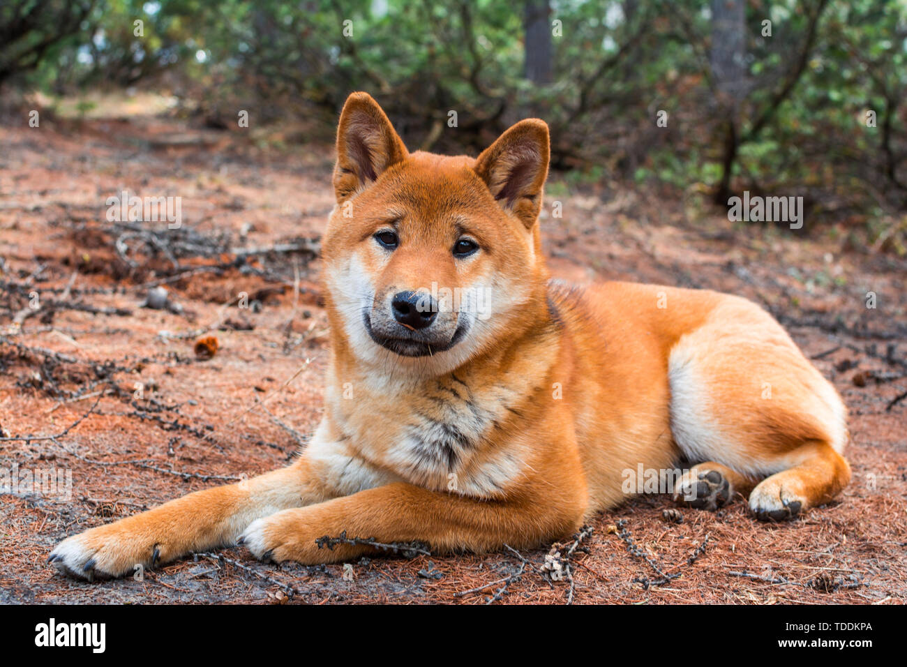 The Young Dog Shiba Inu Is Lying Down Resting On The Ground