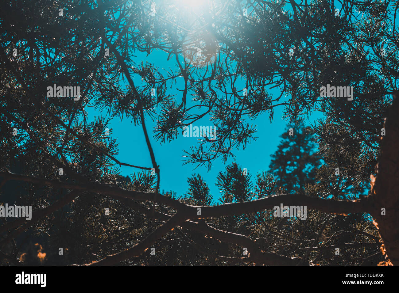 Pine branches against the blue sky, sun rays Stock Photo - Alamy