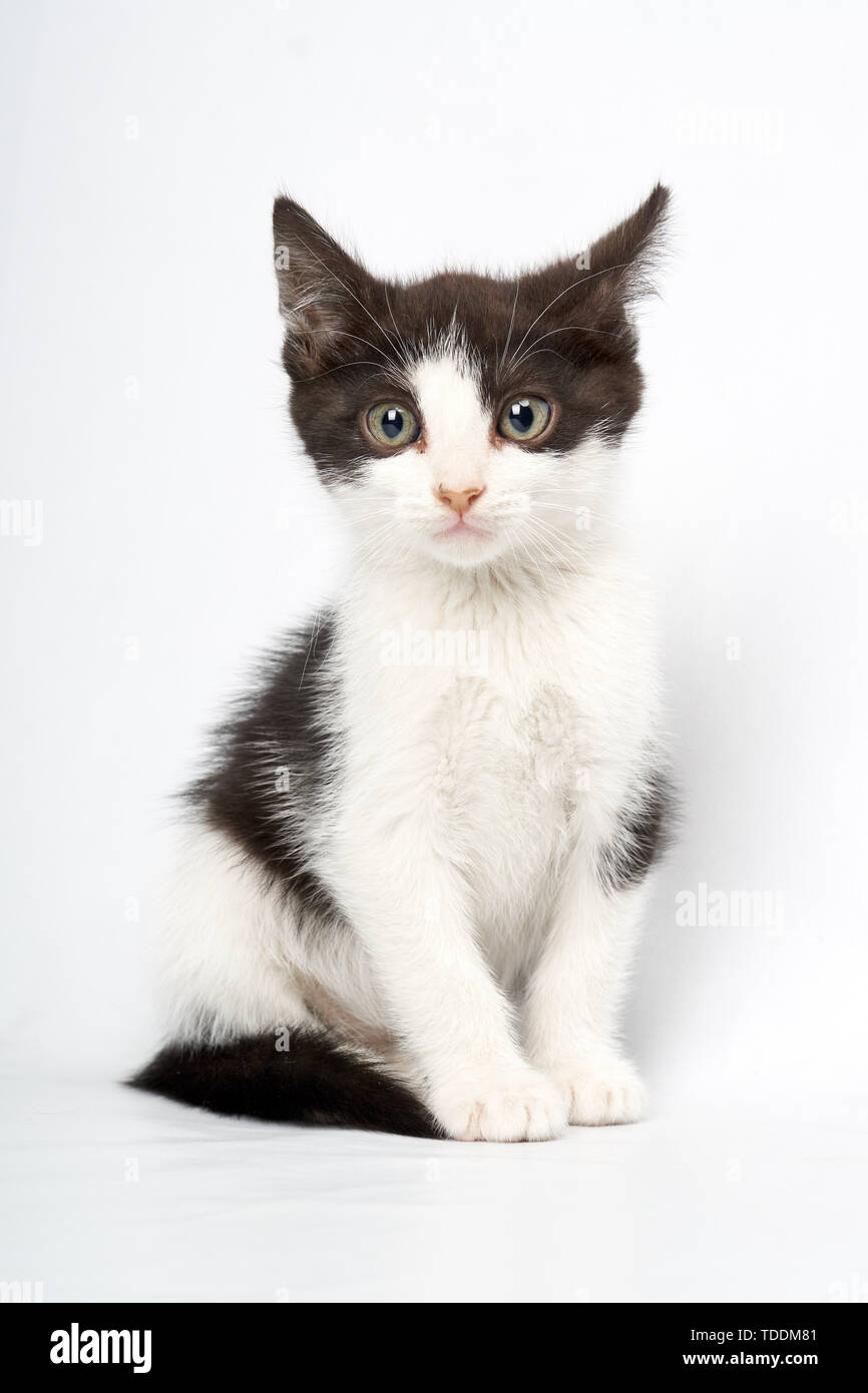 Gato blanco y negro lindo mirando a cámara sobre fondo blanco recortado Stock Photo