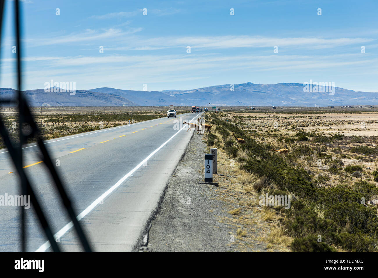 Vicunas crossing a busy highway in front of a convoy of trucks seen from a coach in the Reserva Nacional de Salinas y Aguada Blanca, Arequipa, Peru, Stock Photo