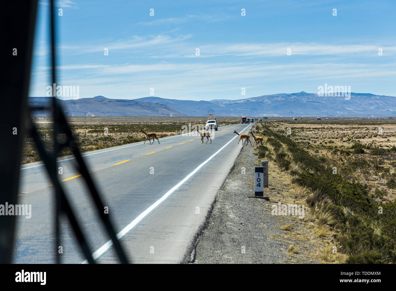Vicunas crossing a busy highway in front of a convoy of trucks seen from a coach in the Reserva Nacional de Salinas y Aguada Blanca, Arequipa, Peru, Stock Photo