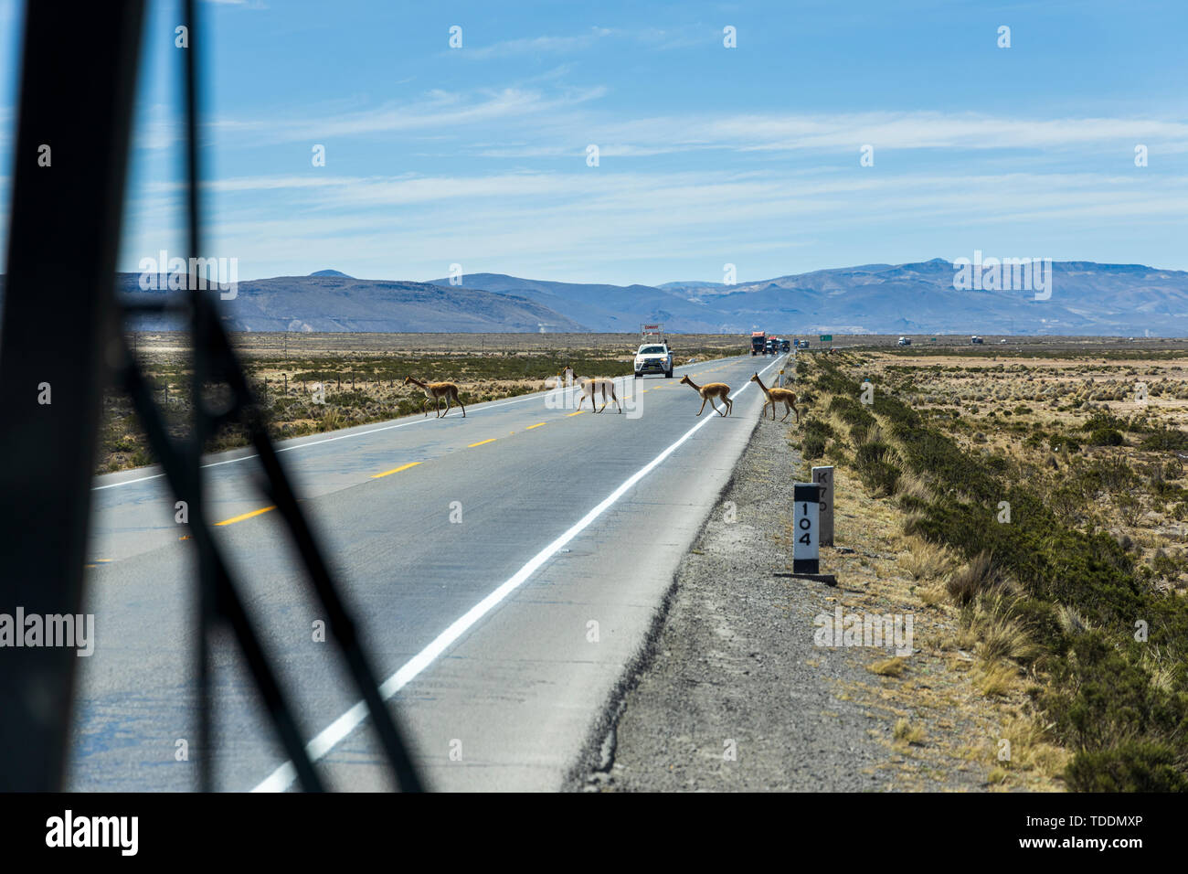 Vicunas crossing a busy highway in front of a convoy of trucks seen from a coach in the Reserva Nacional de Salinas y Aguada Blanca, Arequipa, Peru, Stock Photo