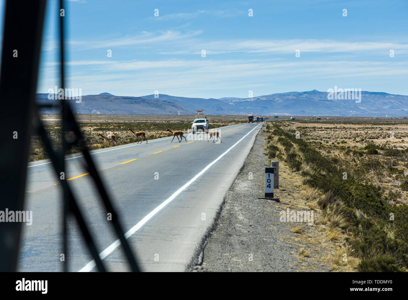 Vicunas crossing a busy highway in front of a convoy of trucks seen from a coach in the Reserva Nacional de Salinas y Aguada Blanca, Arequipa, Peru, Stock Photo