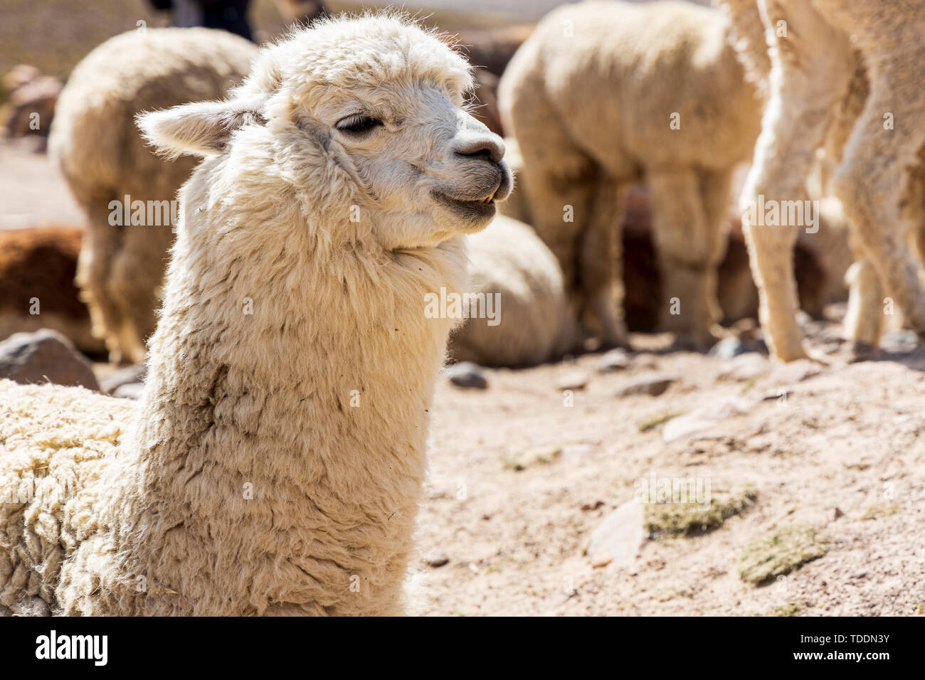 Alpacas, Vicugna pacos, Reserva Nacional de Salinas y Aguada Blanca, Arequipa, Peru, Stock Photo