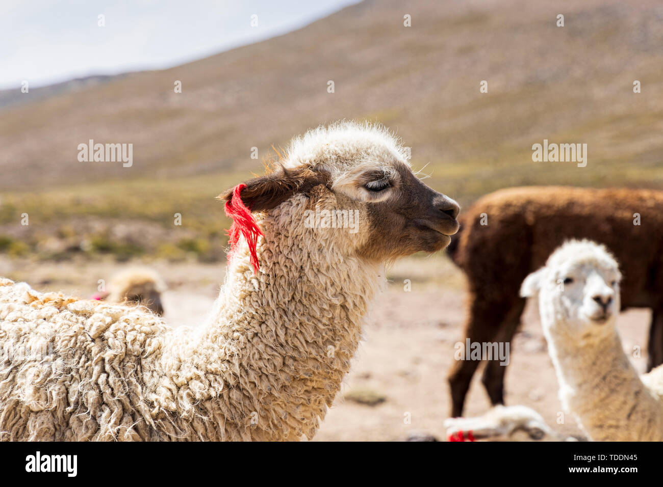 Llamas, Lama glama, in the Reserva Nacional de Salinas y Aguada Blanca, Arequipa, Peru, Stock Photo