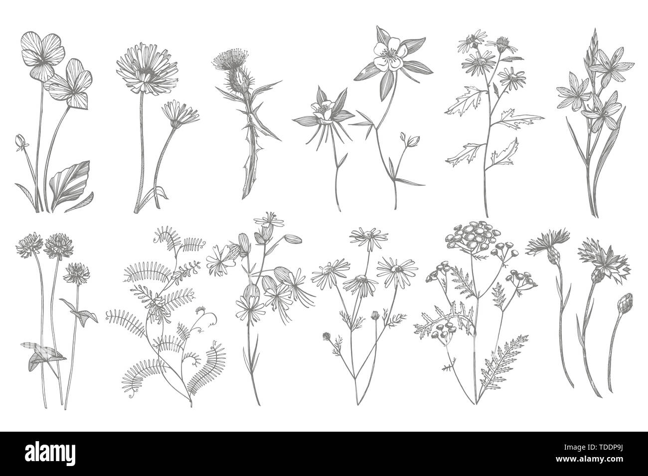 Collection Of Hand Drawn Flowers And Herbs Botanical Plant