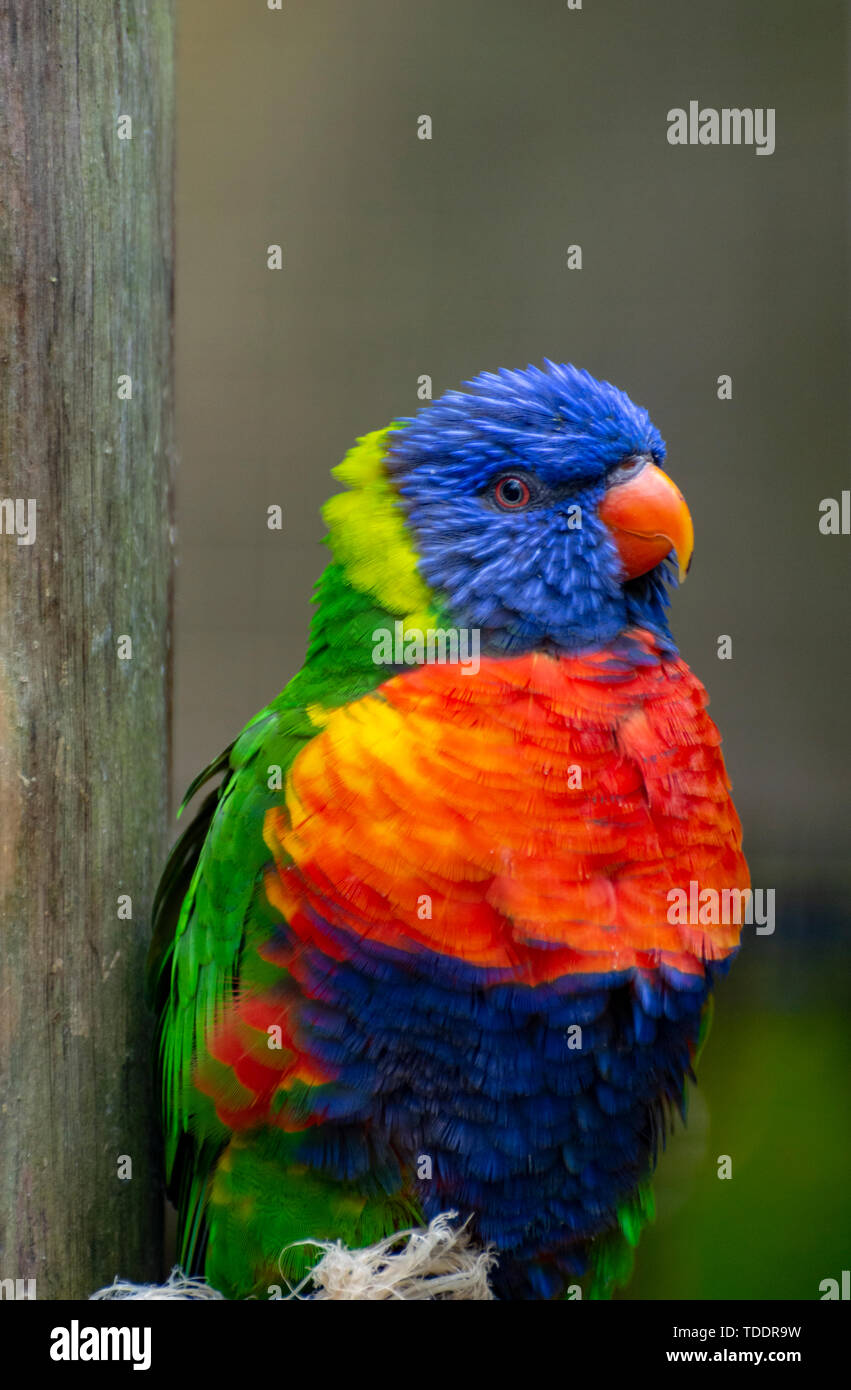Mountain lorikeets hires stock photography and images Alamy