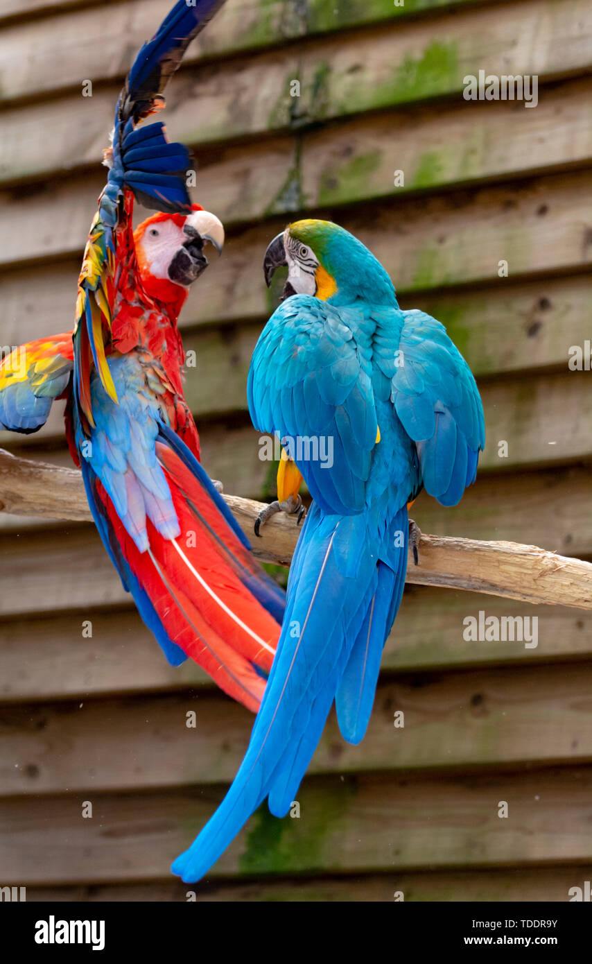 Exotic parrots sale