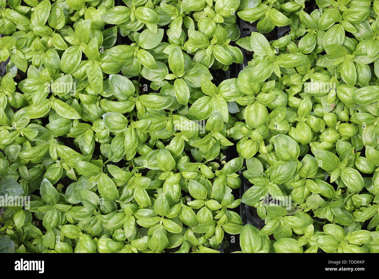 backdrop of leaves of Basil Plants for sale in the mediterranean